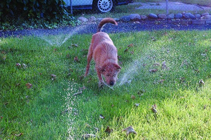 dog in sprinkler