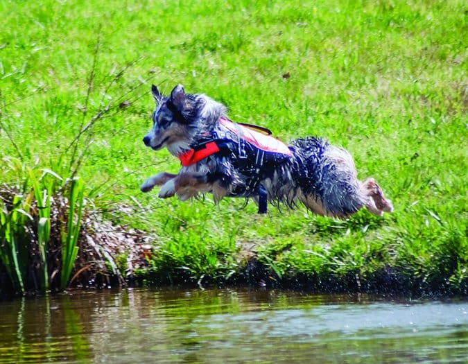 dock diving dog