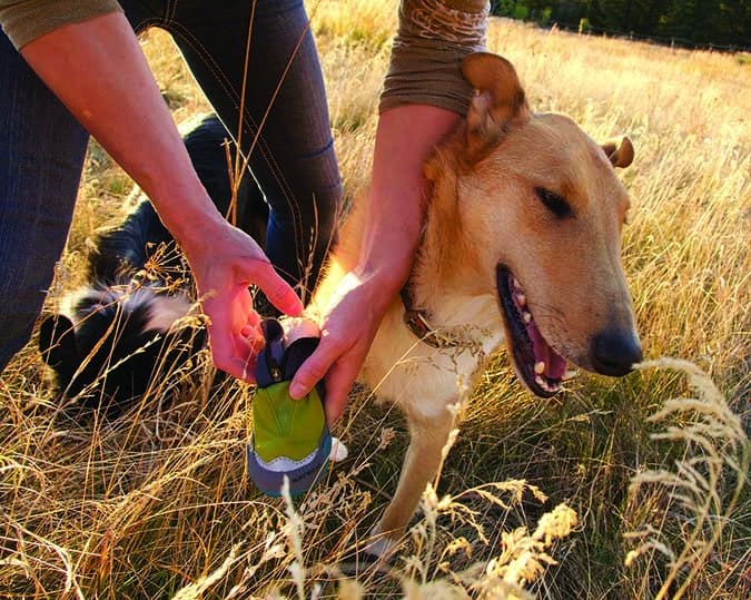 dog getting boots put on