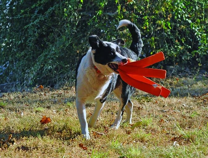 arthritic dog playing