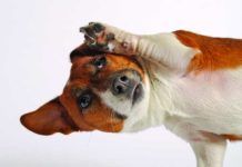 Scent Games for Dogs - Whole Dog Journal