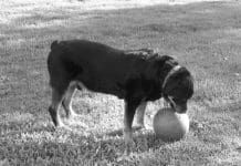 Dog arthritis treatments can help to relieve the pain of arthritis as dogs age.