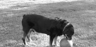 Dog arthritis treatments can help to relieve the pain of arthritis as dogs age.