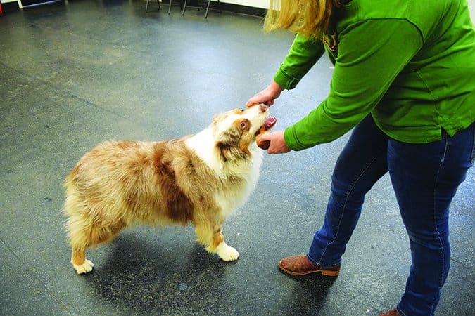 teaching a dog to fetch