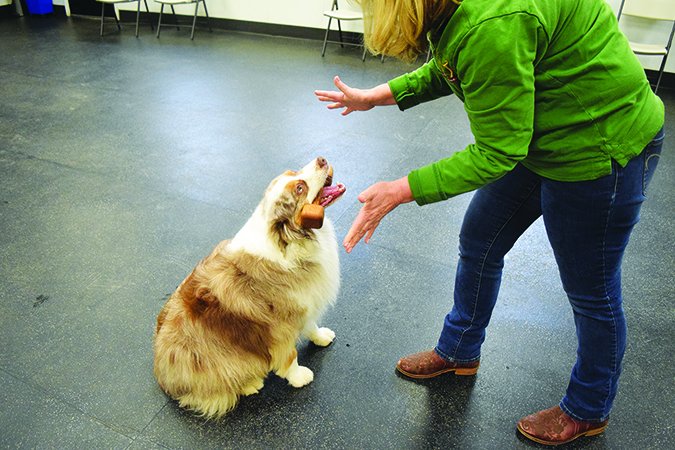 teaching a dog to fetch