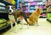 Whole dog journal sales food list 2018