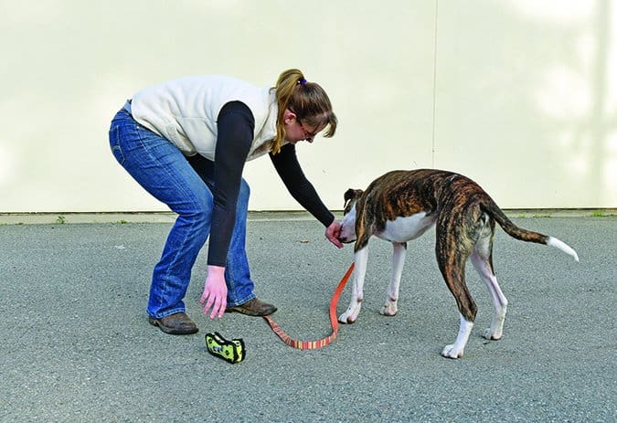 teaching a dog trade