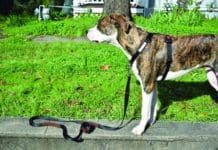 A dog wearing a front clip dog harness.