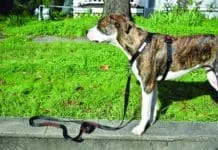 A dog wearing a front clip dog harness.