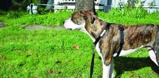 A dog wearing a front clip dog harness.