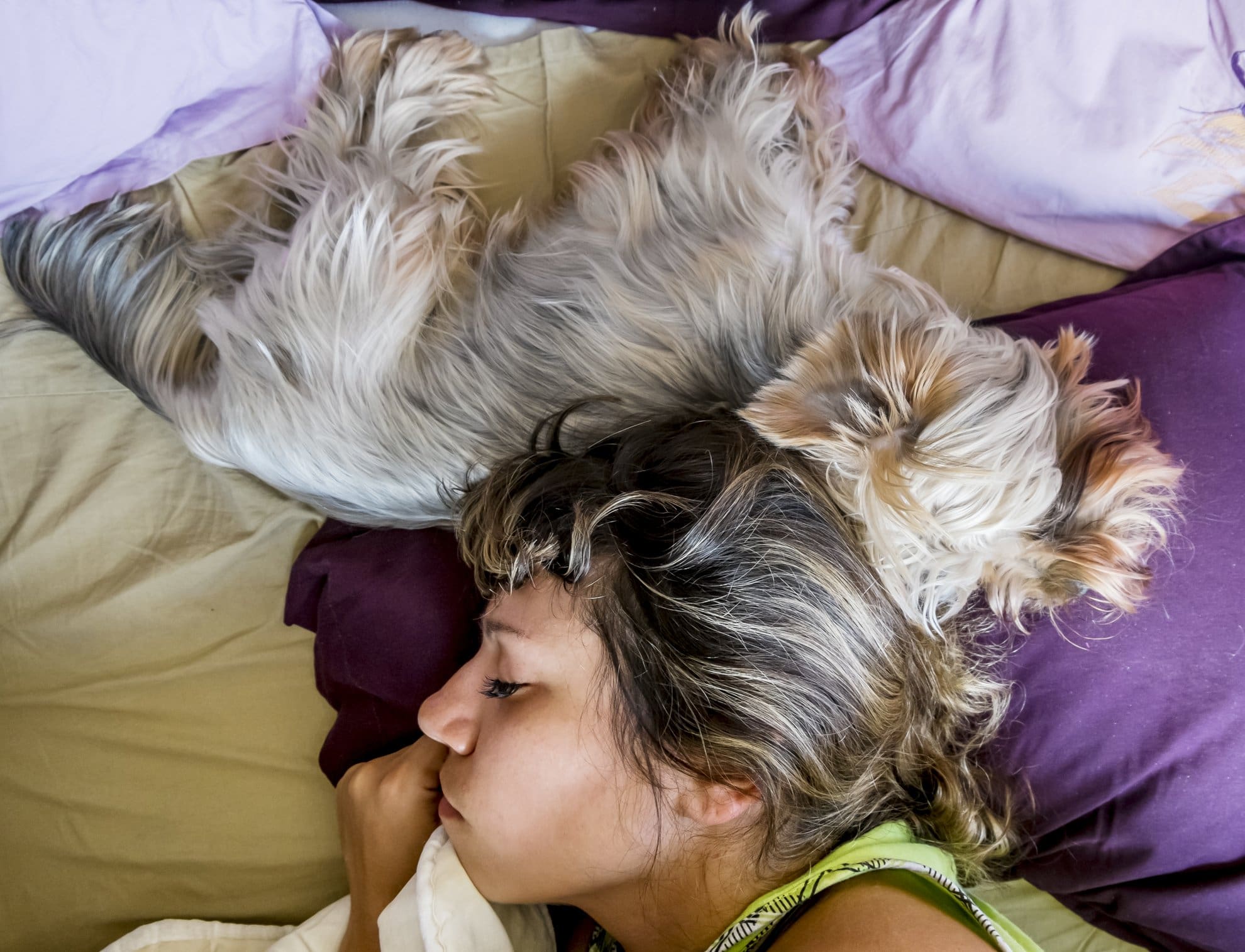 dog sleeping in bed