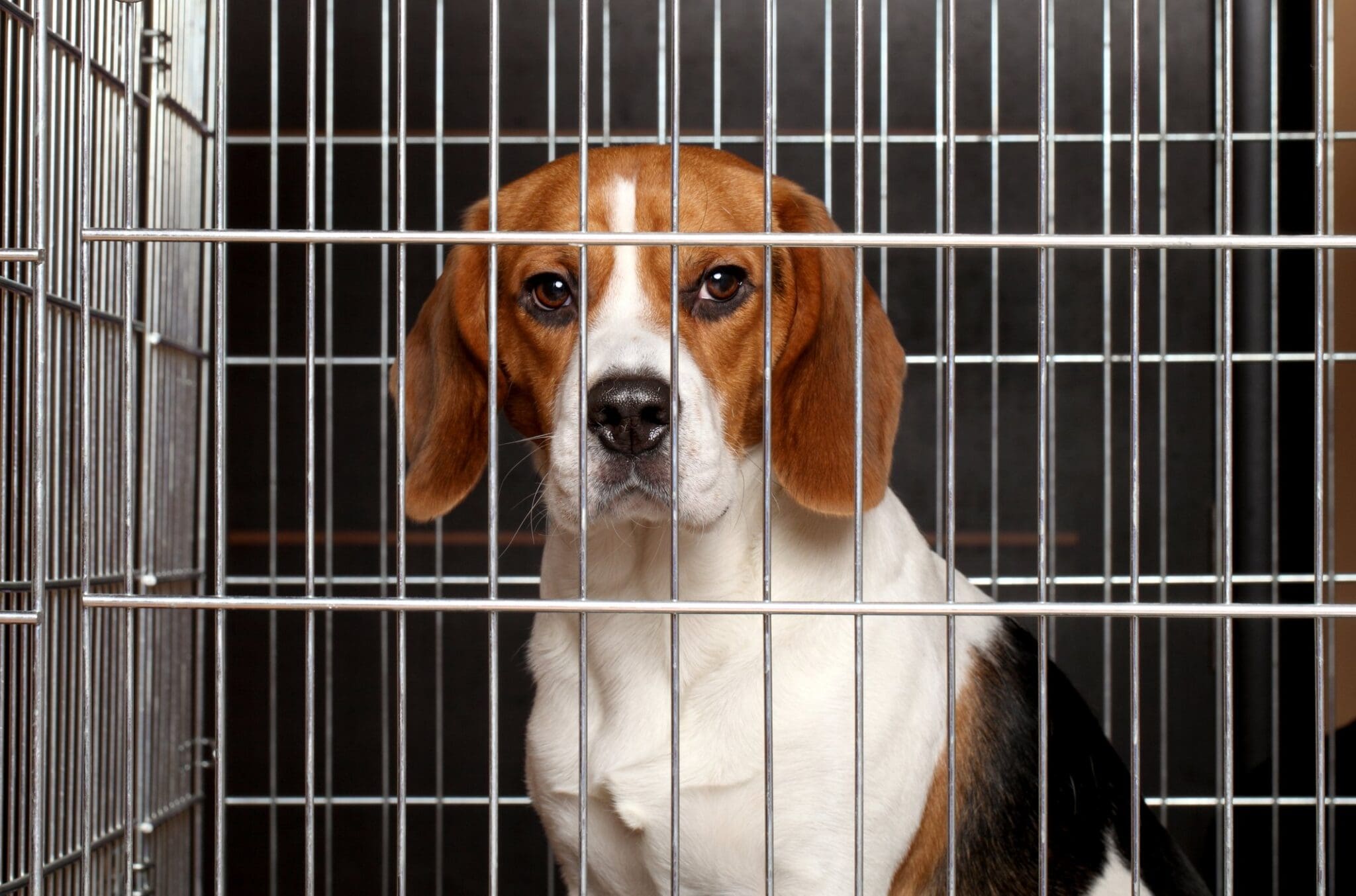 dog in crate