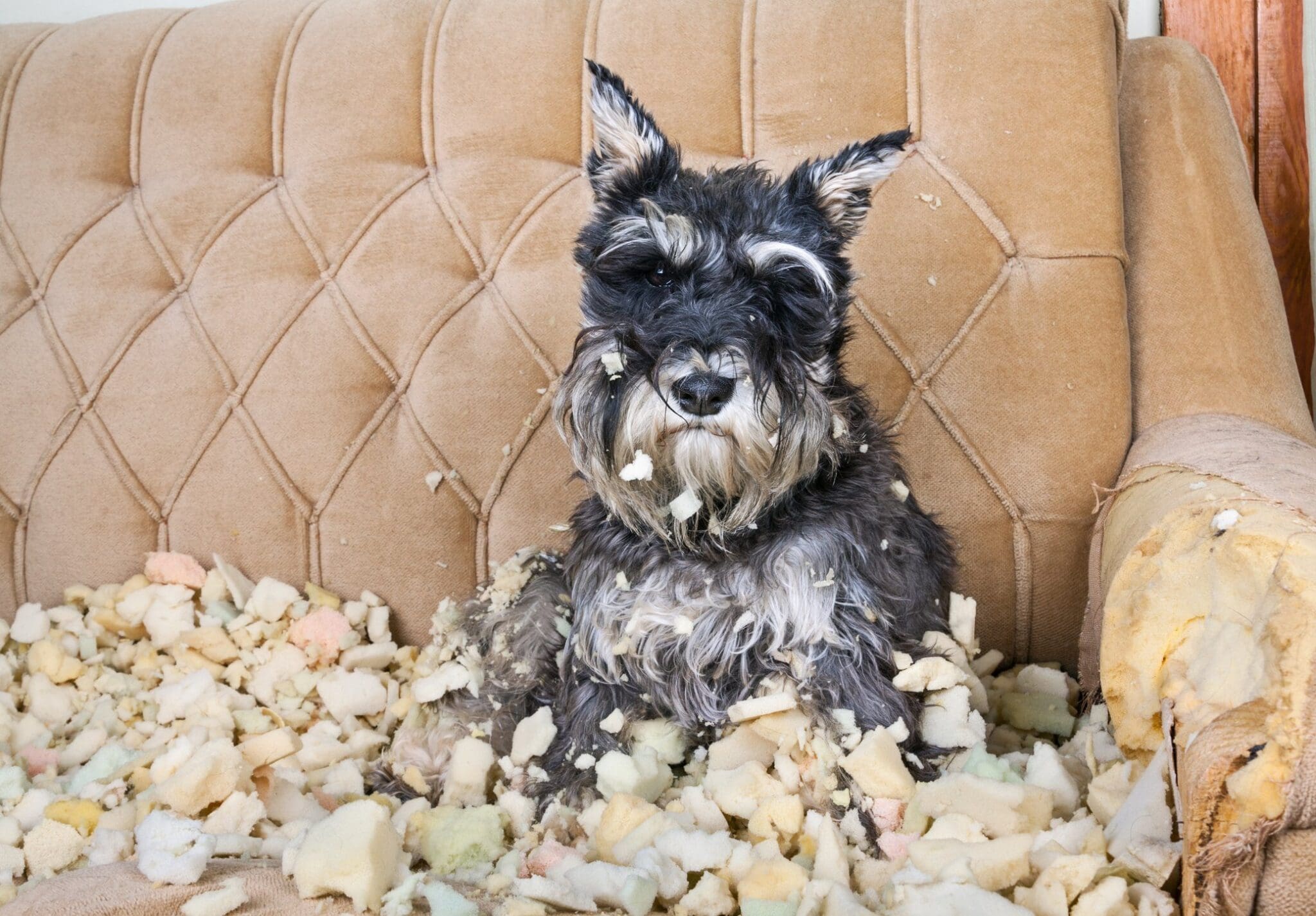 Schnauzer destroyed couch 