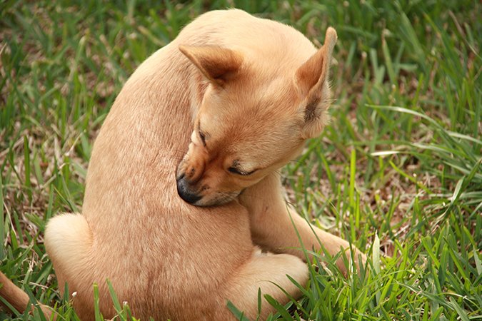 itchy puppy
