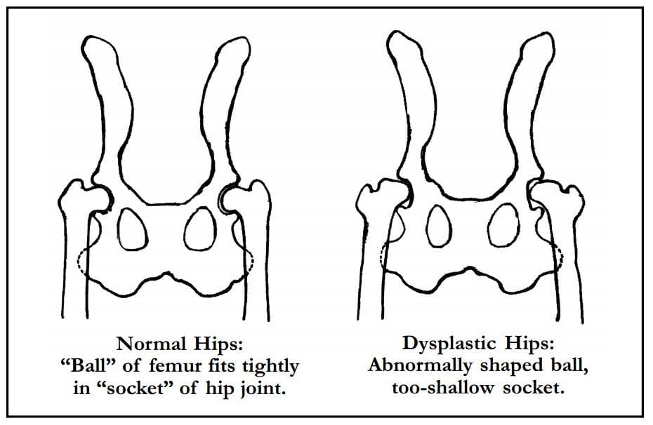 dog hip dysplasia