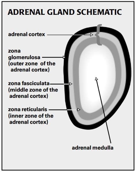 canine adrenal gland schematic