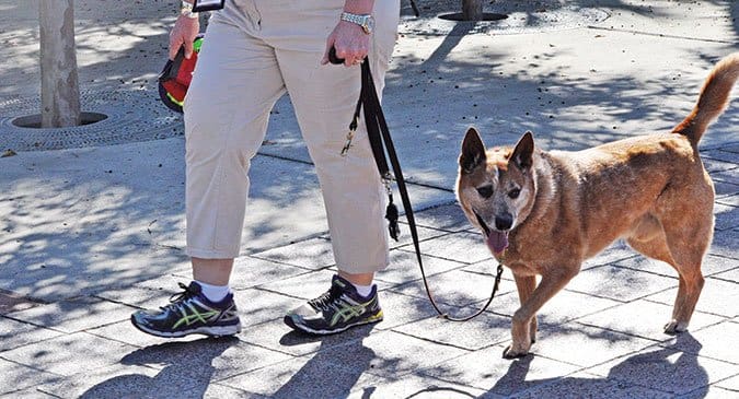 leash reactivity training