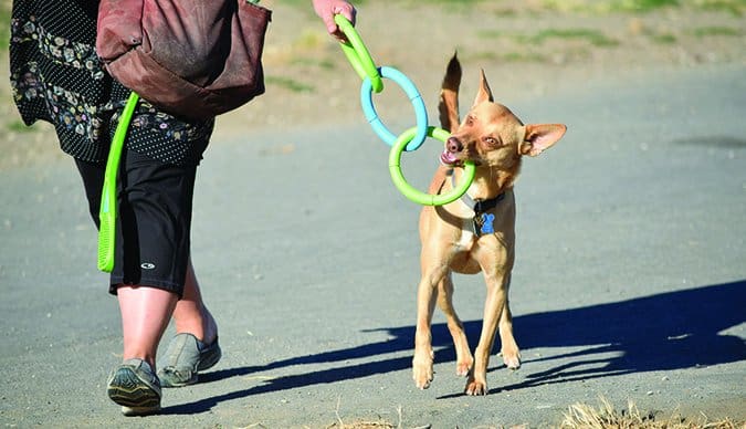 distracting dog on walk