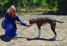 Reading dog body language is an important part of training your dog.