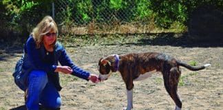 Reading dog body language is an important part of training your dog.