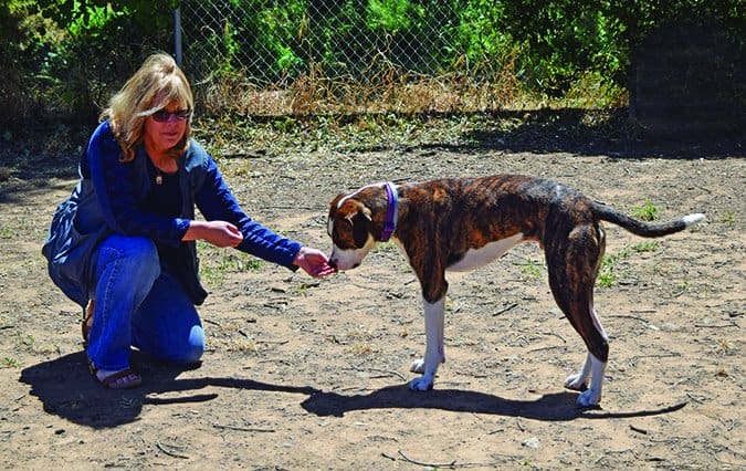 proper dog greeting