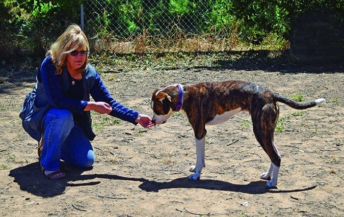 Reading dog body language is an important part of training your dog.