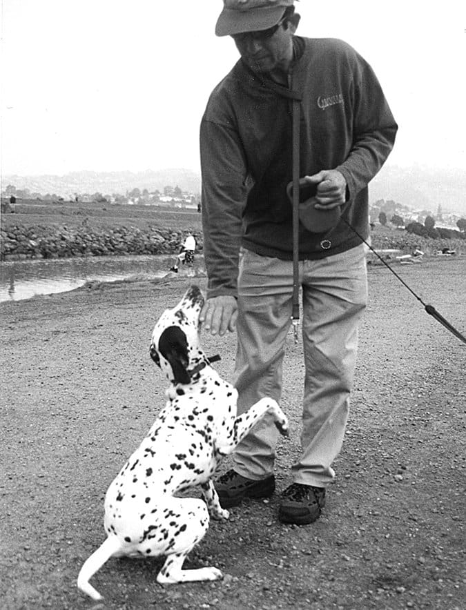 A Dalmation sits on the ground and lowers its tail in a submissive signal to its owner.