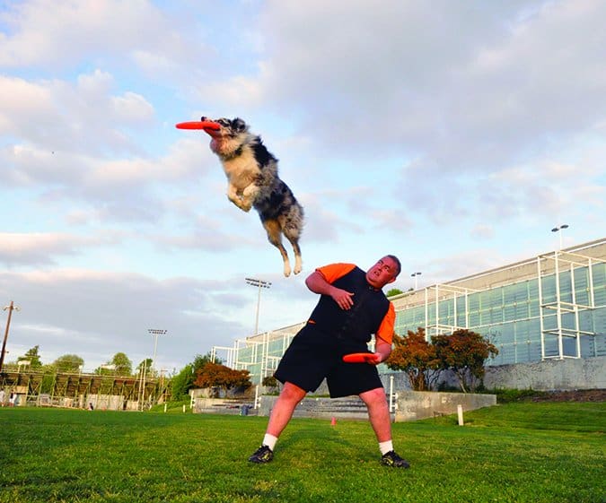 frisbee dog