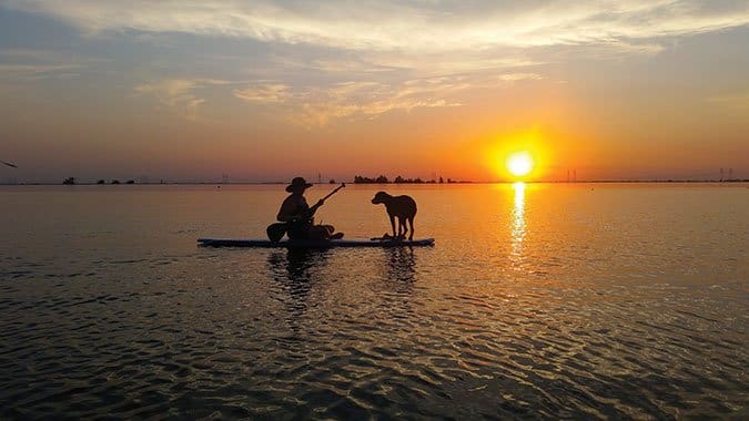 dog on paddleboard