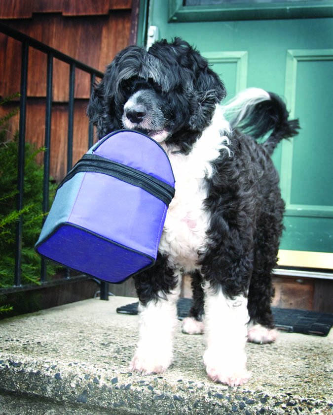 dog with lunchbox