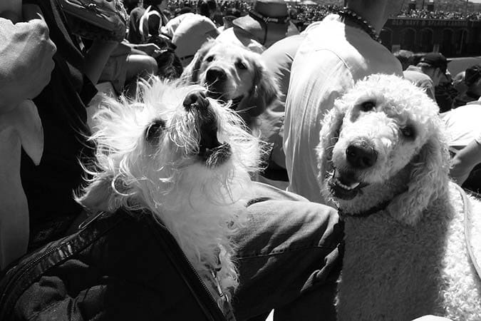 dogs at ball game