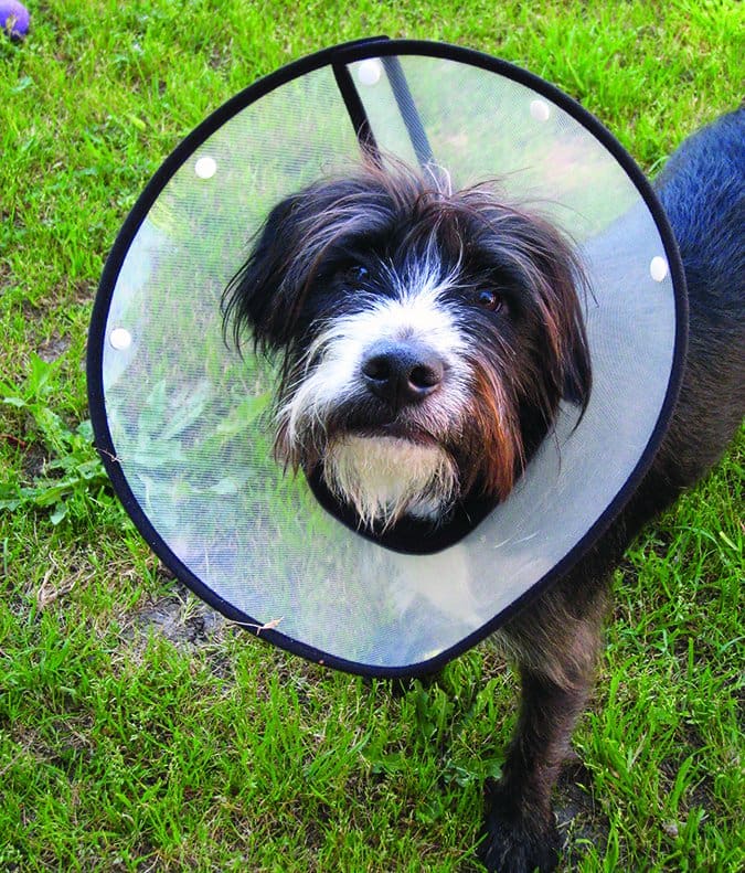 dog wearing cone