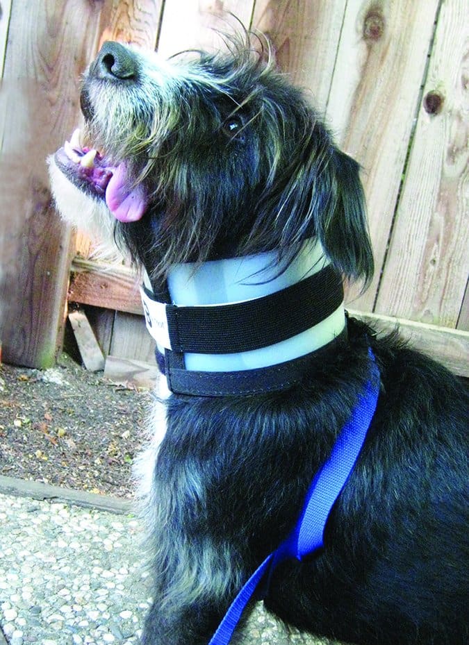 bitenot recovery collar