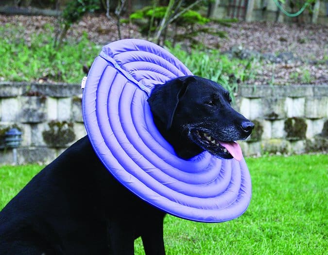 dog cone alternatives