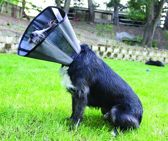 dog cone alternatives 