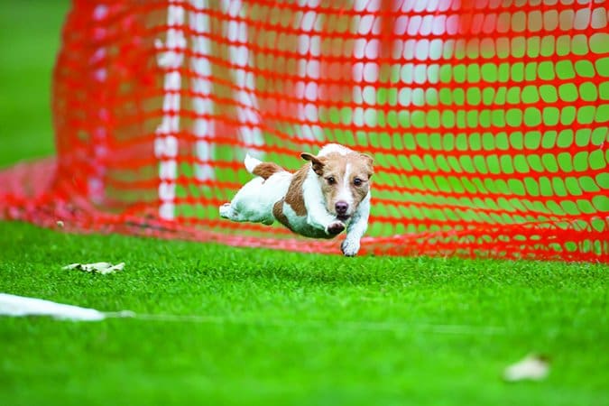 athletic jack russell terrier