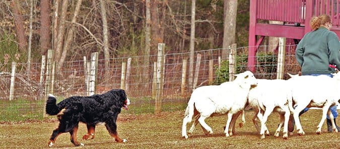 bernese mountain dogs are great herders