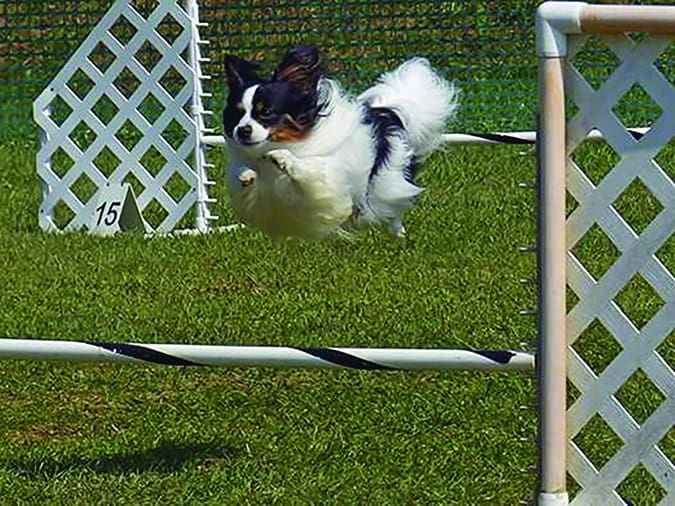 agility papillon