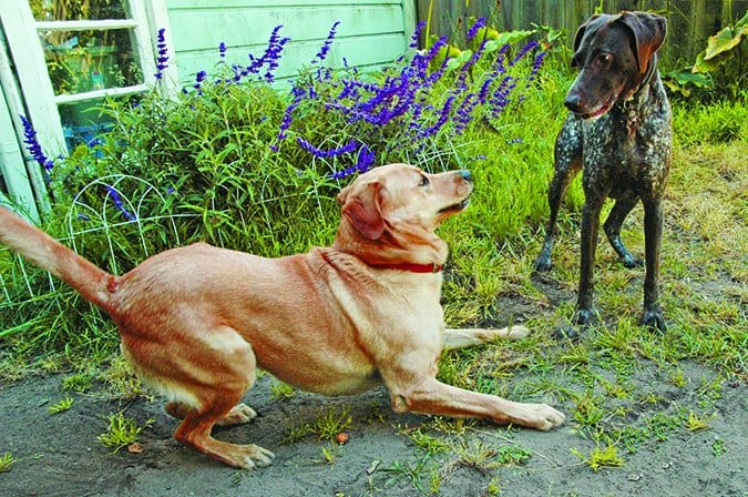 dogs playing