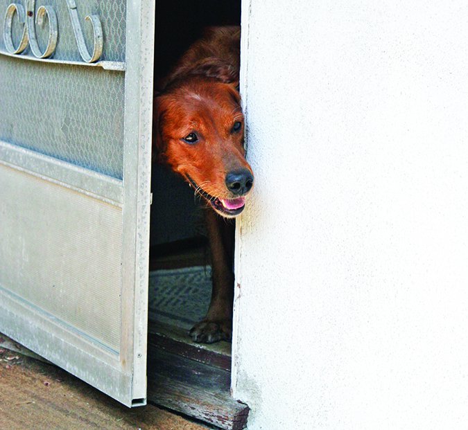 dog in the doorway