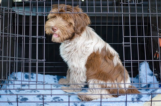 dog in crate