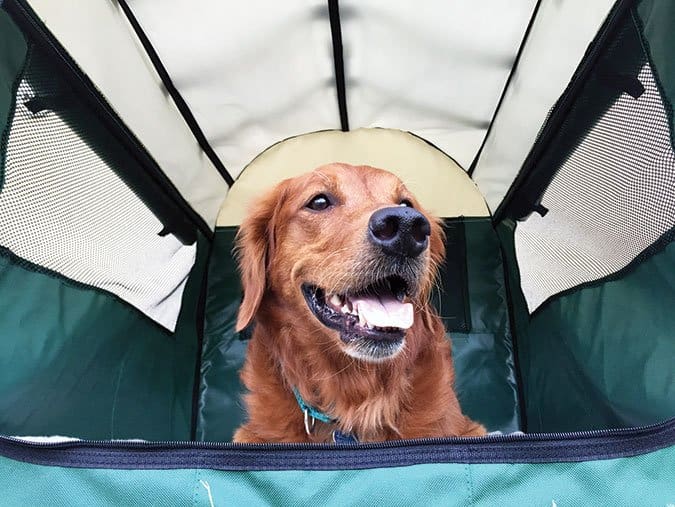 dog in crate