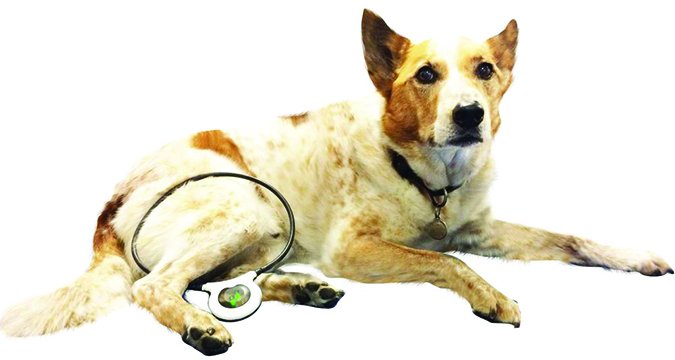 assisi loop for dog arthritis