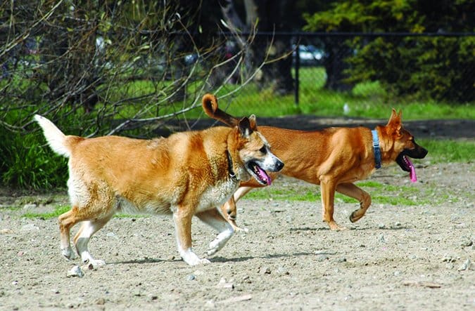 active arthritic dogs