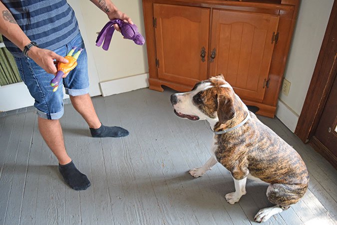 A person holds two toys toward a dog, allowing the dog to choose which to play with