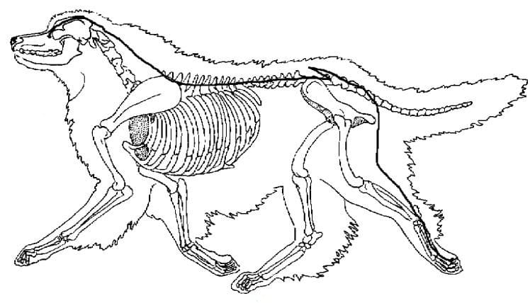 dog acupressure points for digestion