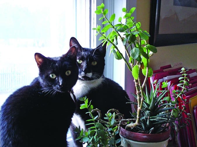 two cats at window