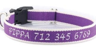 A dog wearing a snazzyfido bamboo collar for safety and comfort.