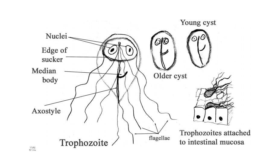 Fenbendazole giardia treatment top