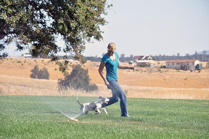 fun dog training